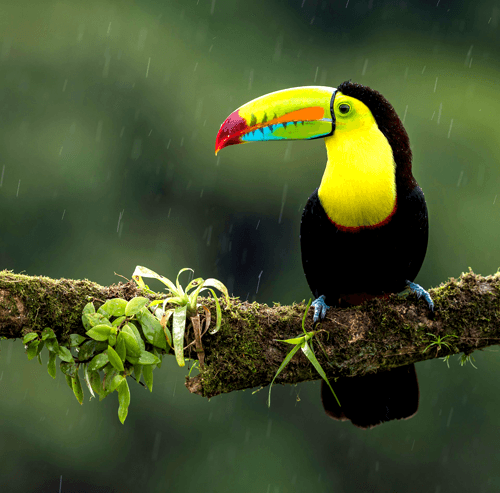Bird Manager Pro dashboard showing bird records and breeding data
